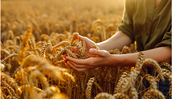 shutterstock_2429990499